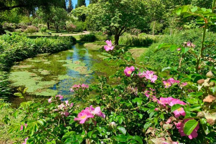 a close up of a flower garden