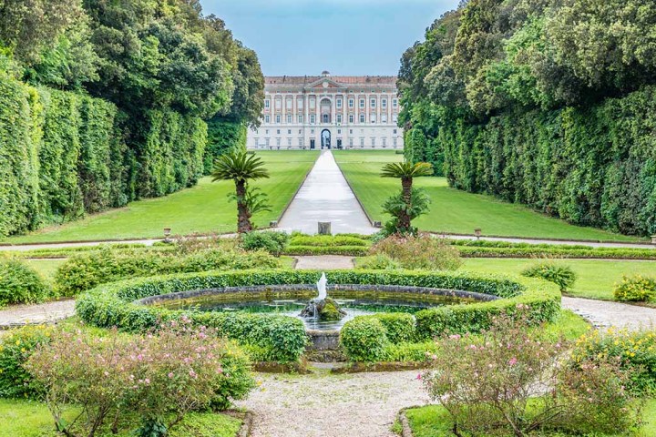 a green plant in a garden